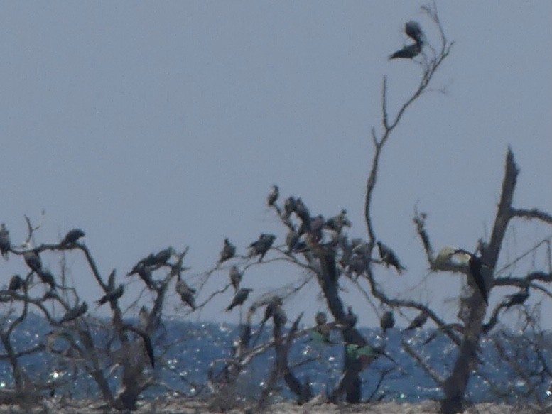 Red-footed Booby - Eric Plage