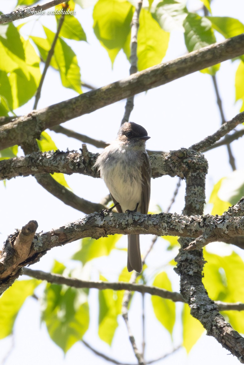 Eastern Phoebe - Mike Waldhuber