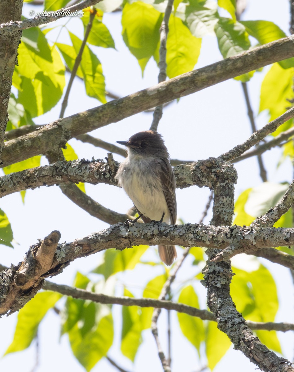 Eastern Phoebe - Mike Waldhuber