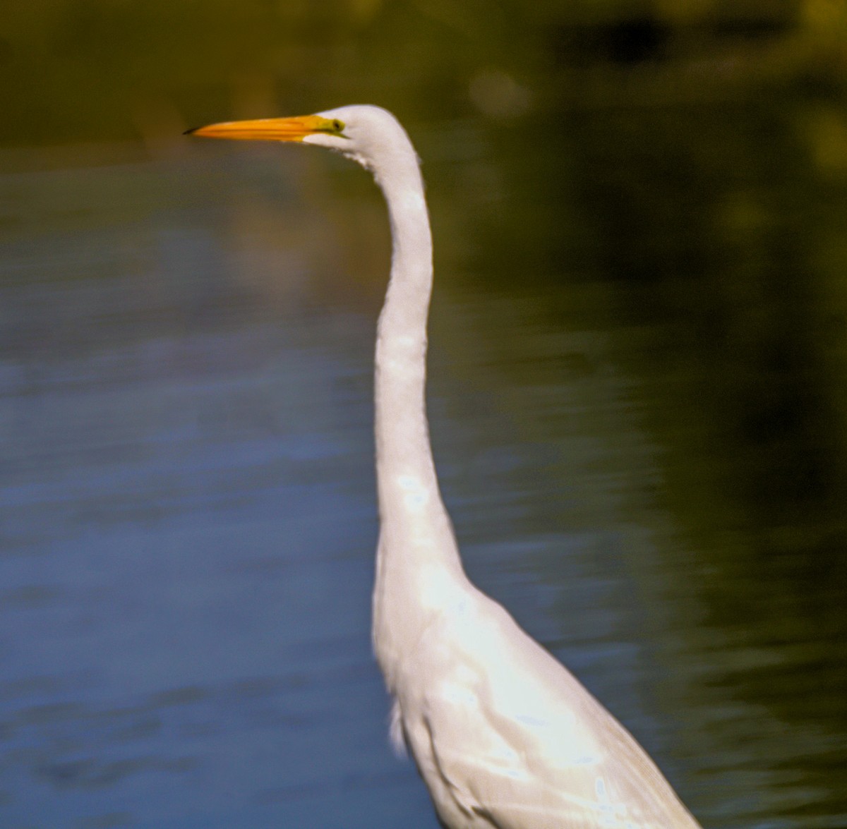 Great Egret - Don Carney