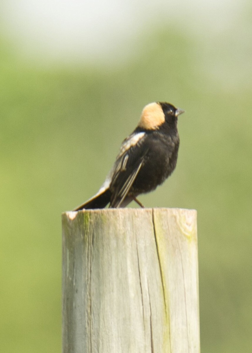 Bobolink - Knarr Dan