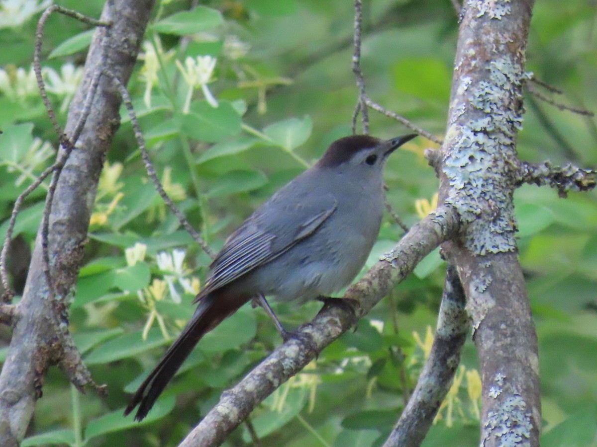 Gray Catbird - Ericka Albright