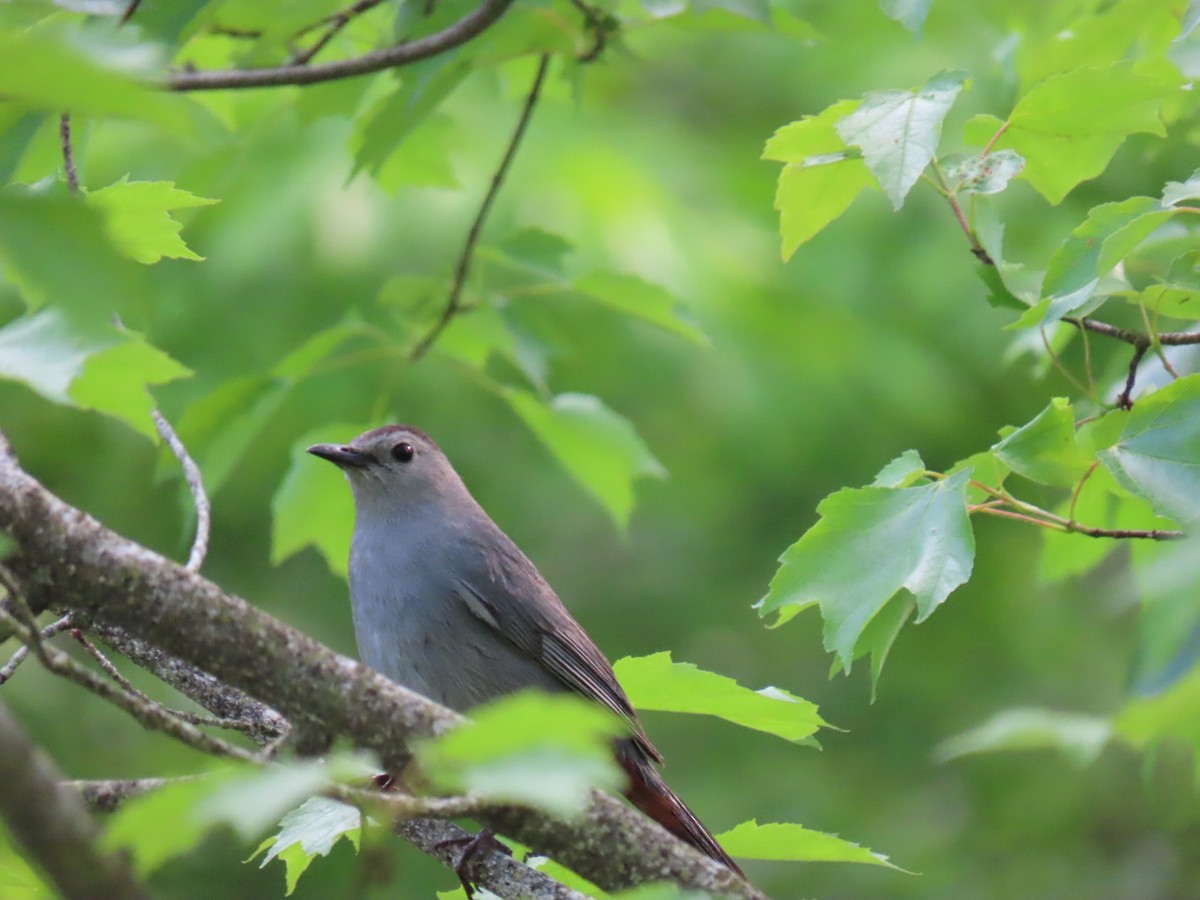 Gray Catbird - ML619651541