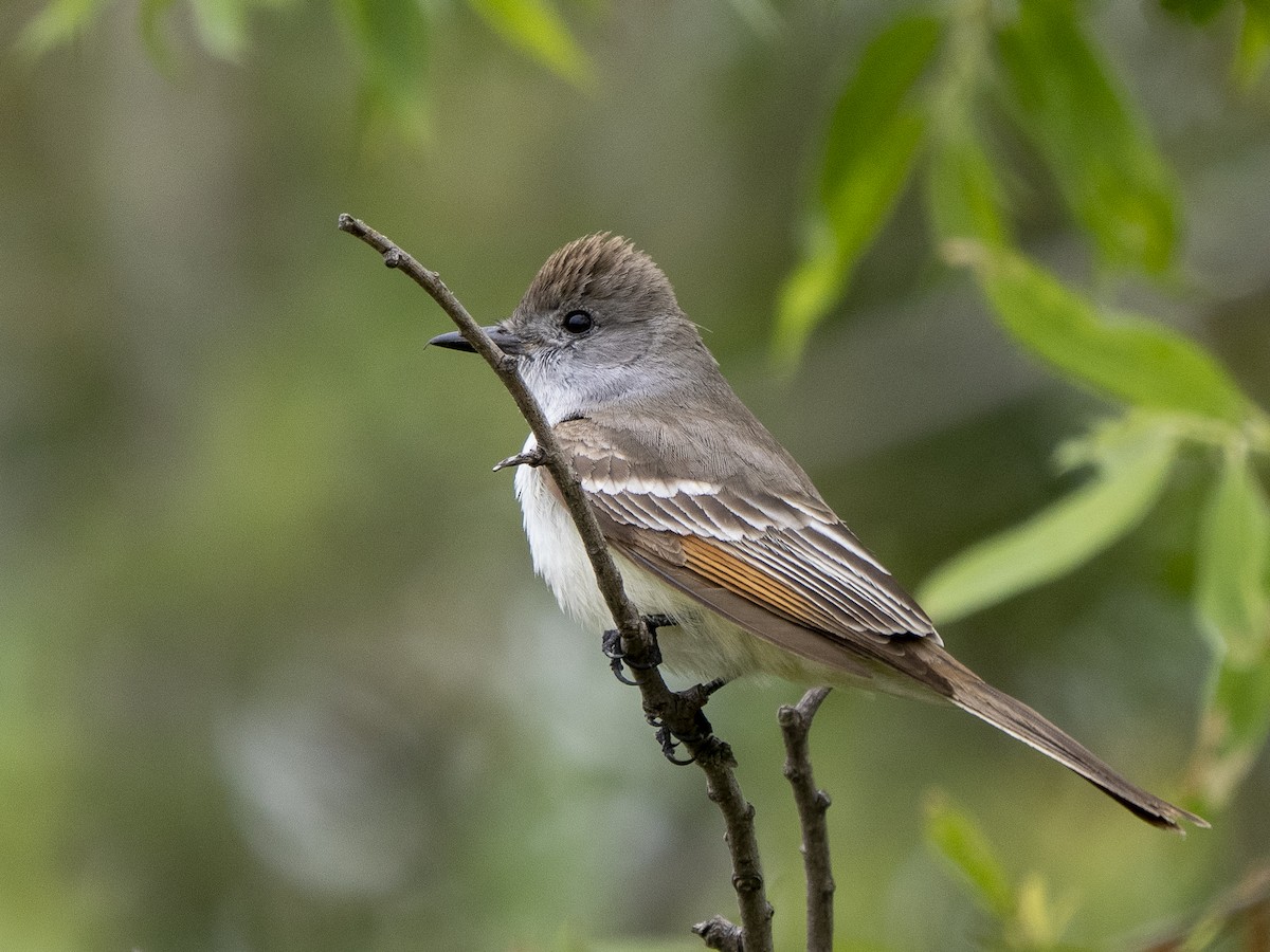 Ash-throated Flycatcher - Steven Hunter