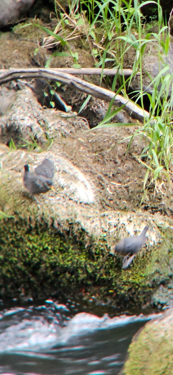 American Dipper - Harison Klever