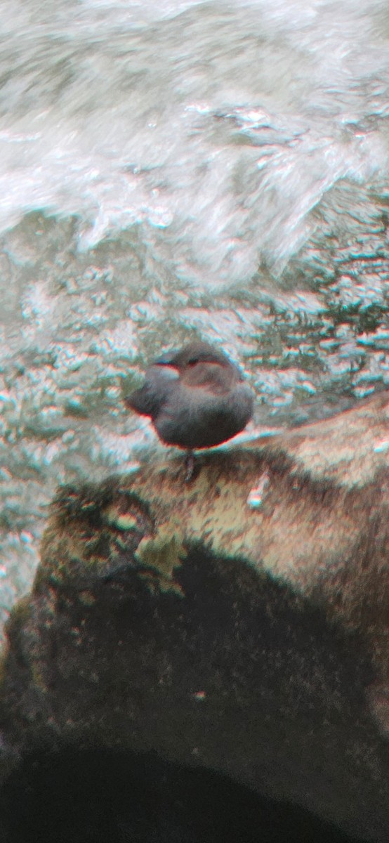 American Dipper - ML619651550