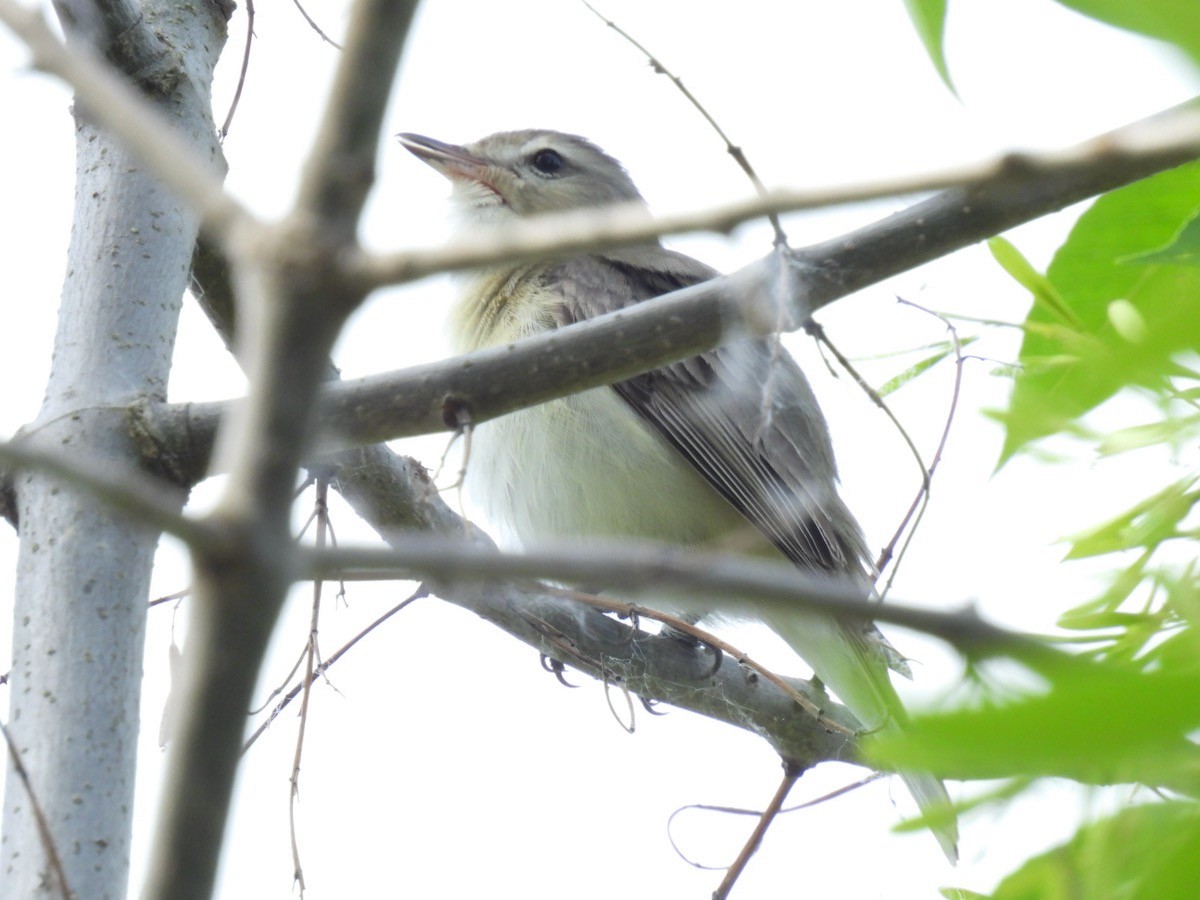 Warbling Vireo - Bruce Moorman