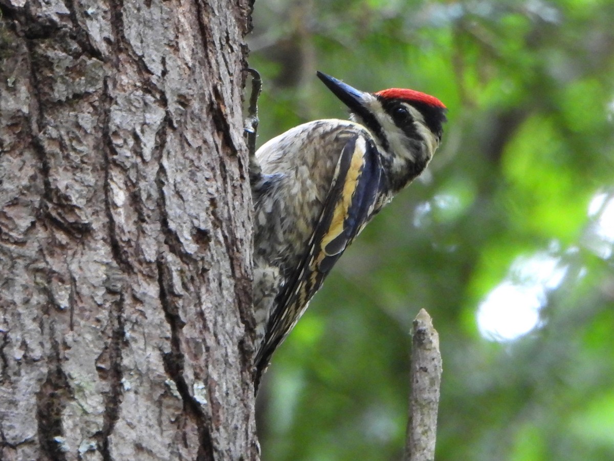 Yellow-bellied Sapsucker - ML619651562