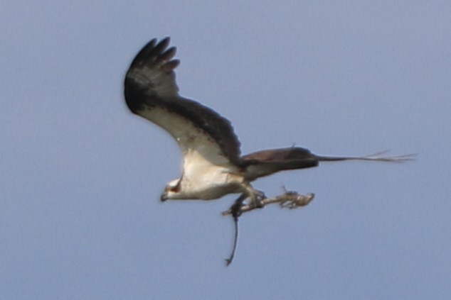 Osprey - Jennifer Allison