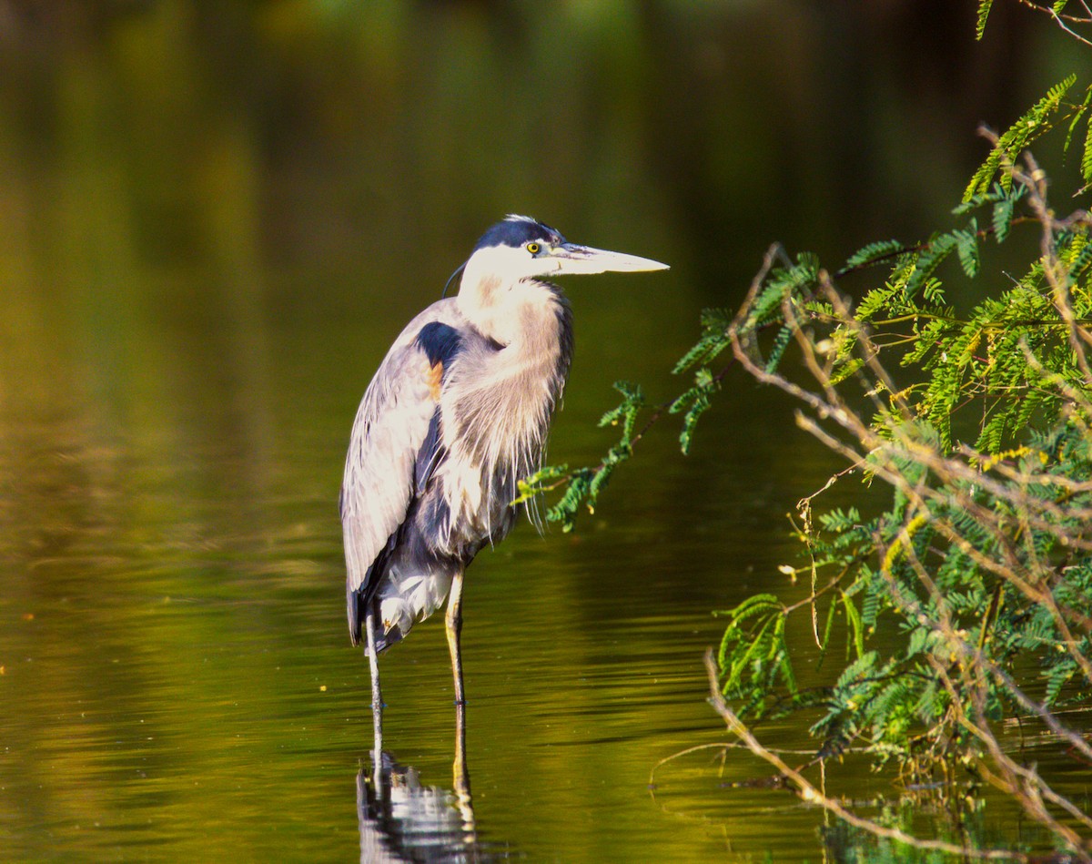 Great Blue Heron - Don Carney