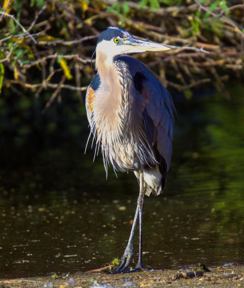 Great Blue Heron - Don Carney