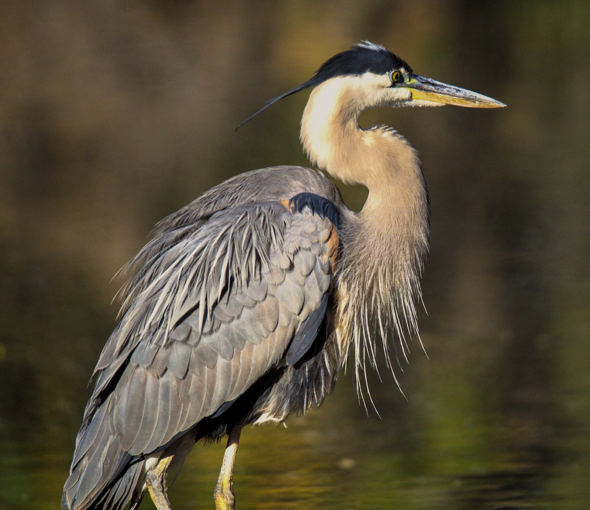 Great Blue Heron - Don Carney