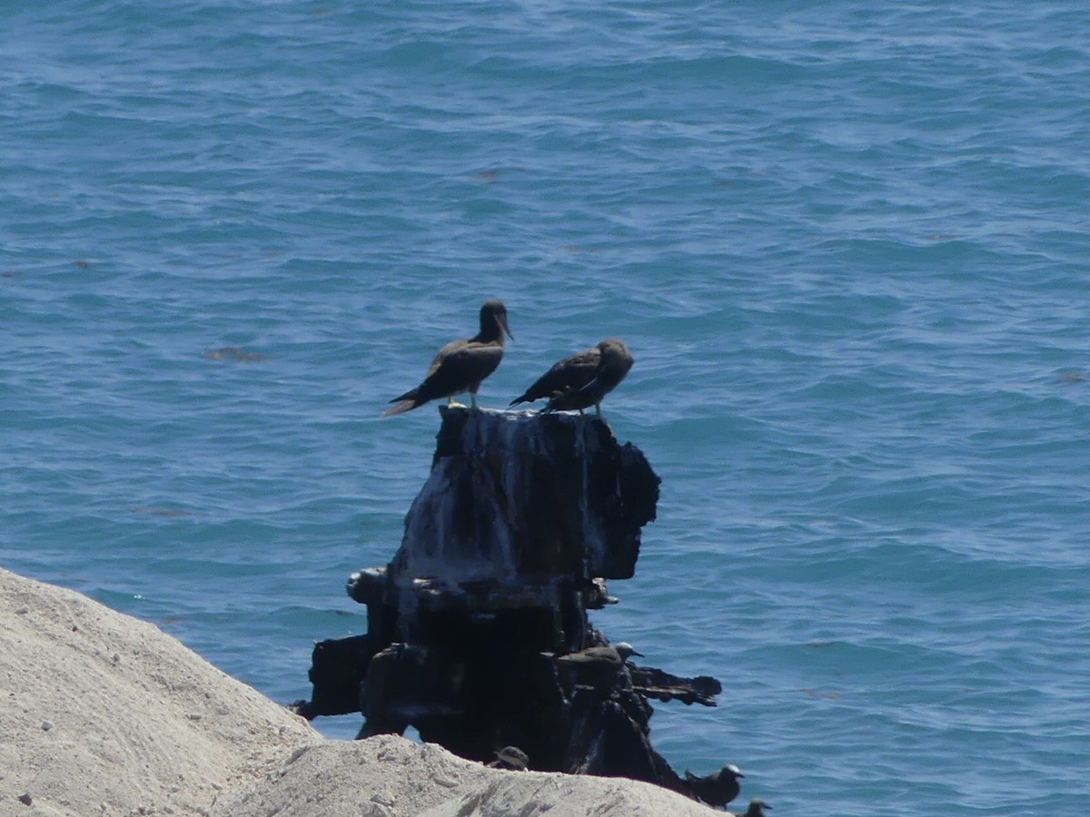 Brown Booby - Eric Plage