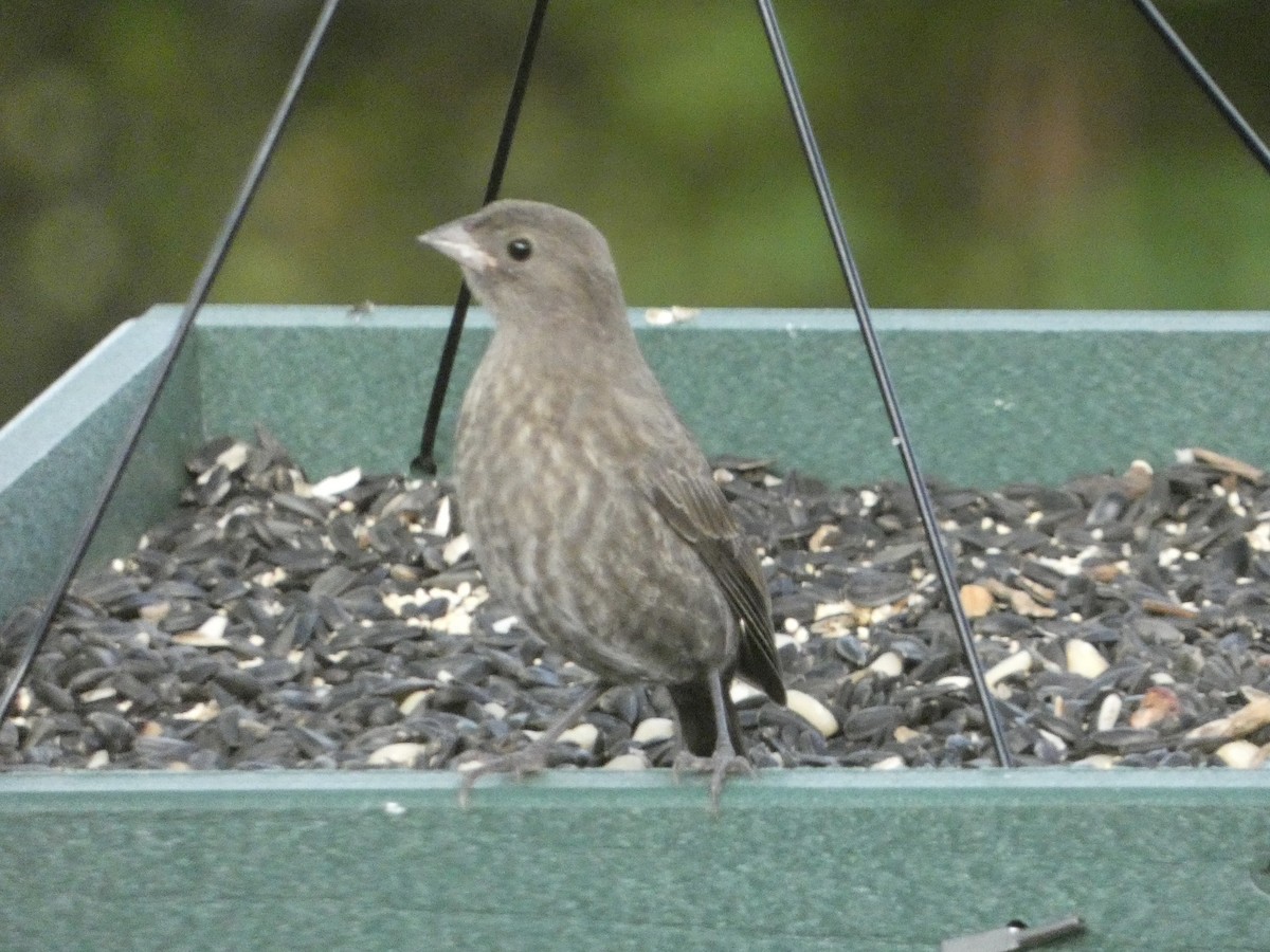 Brown-headed Cowbird - Cynthia Damon