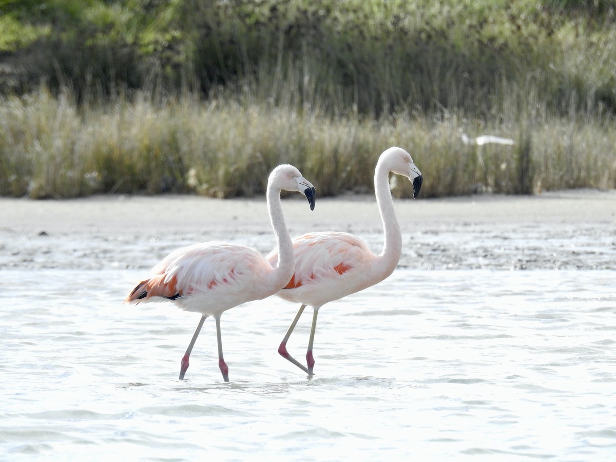 Şili Flamingosu - ML619651583