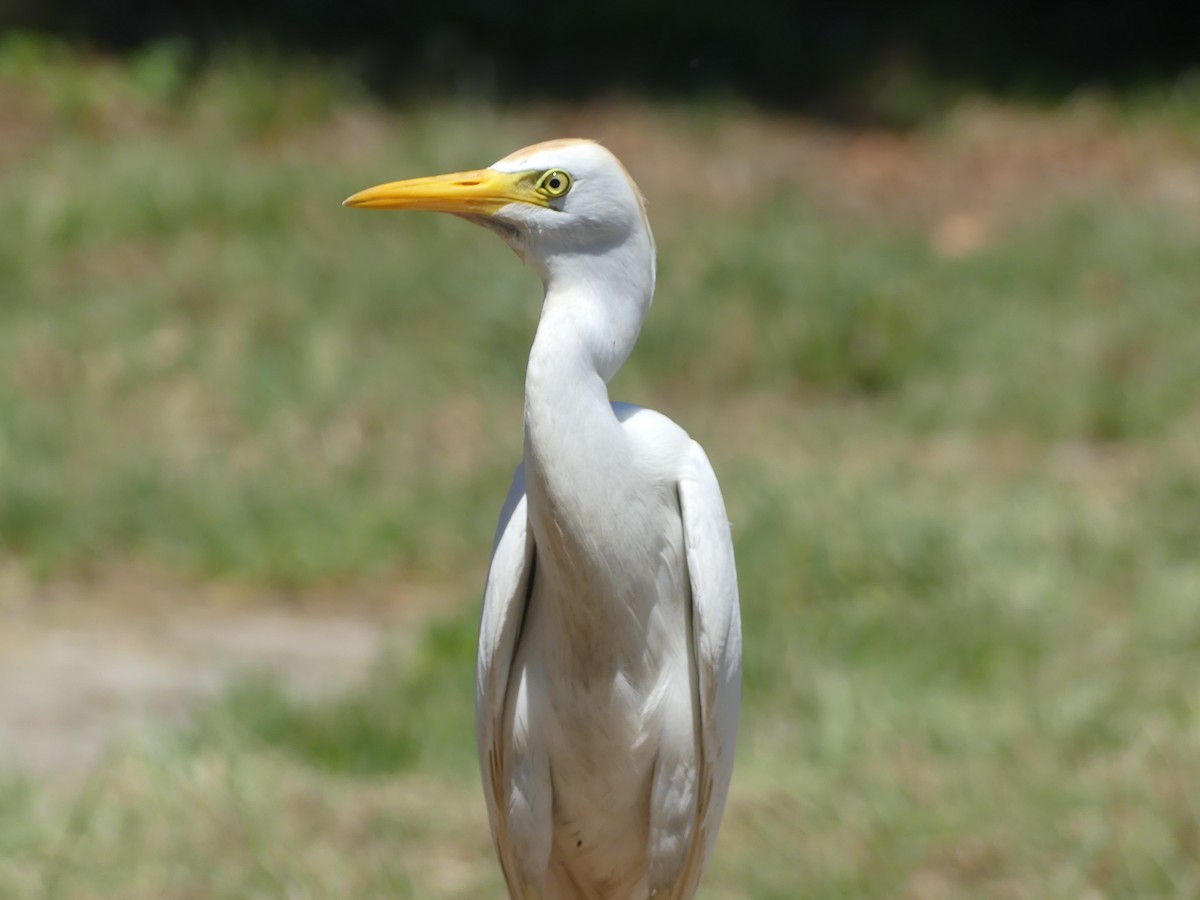 Western Cattle Egret - Eric Plage