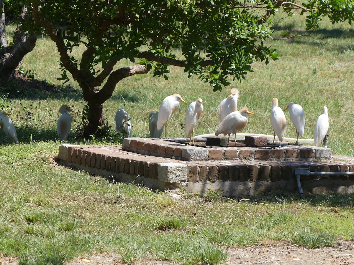 Western Cattle Egret - Eric Plage