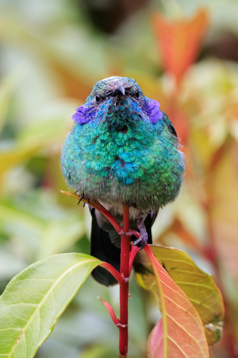 kolibřík modrouchý - ML619651592
