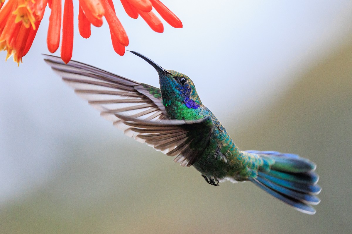kolibřík modrouchý - ML619651594