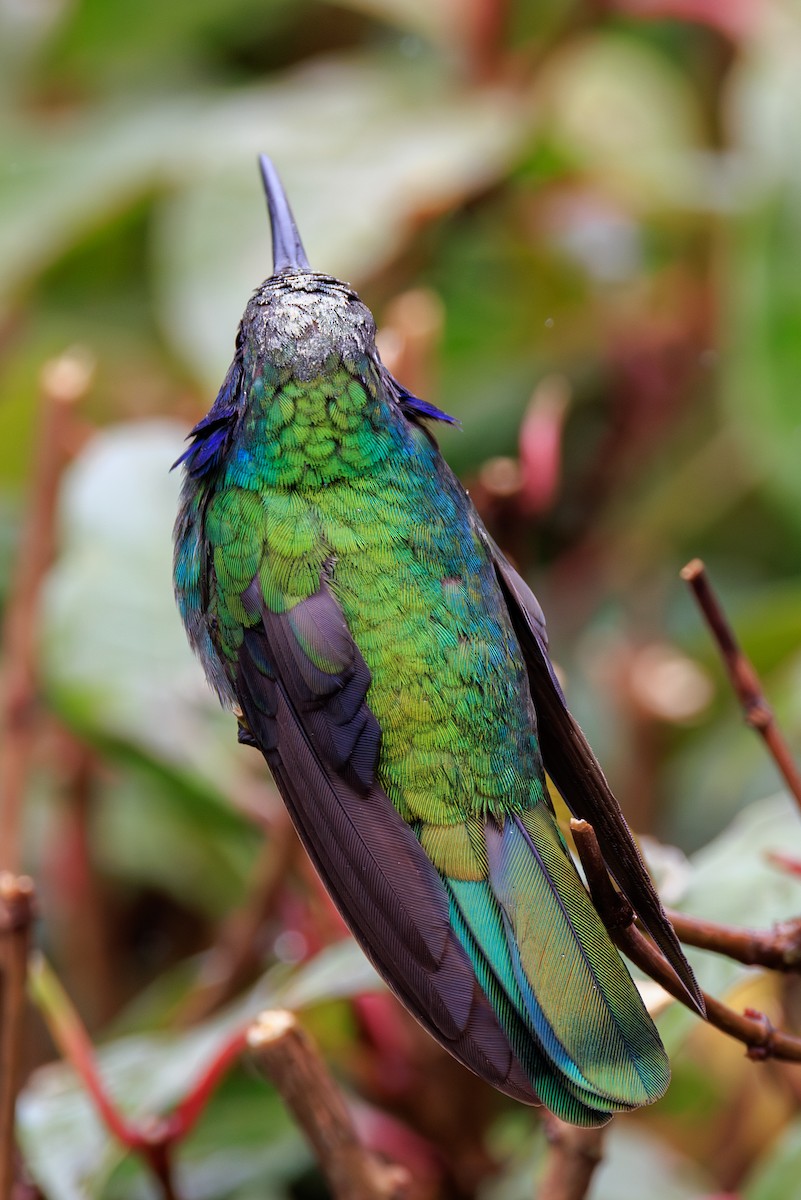 kolibřík modrouchý - ML619651595