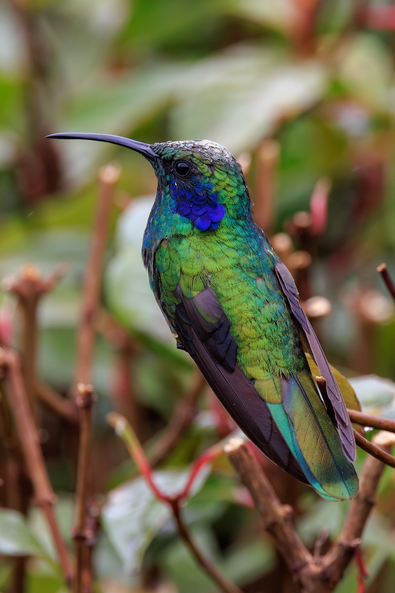 kolibřík modrouchý - ML619651596