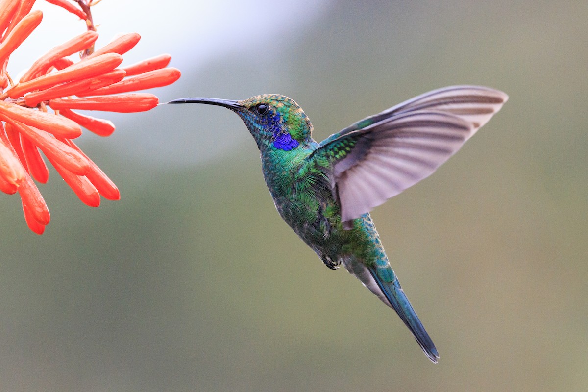 kolibřík modrouchý - ML619651597