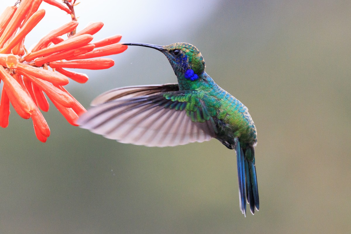 kolibřík modrouchý - ML619651599