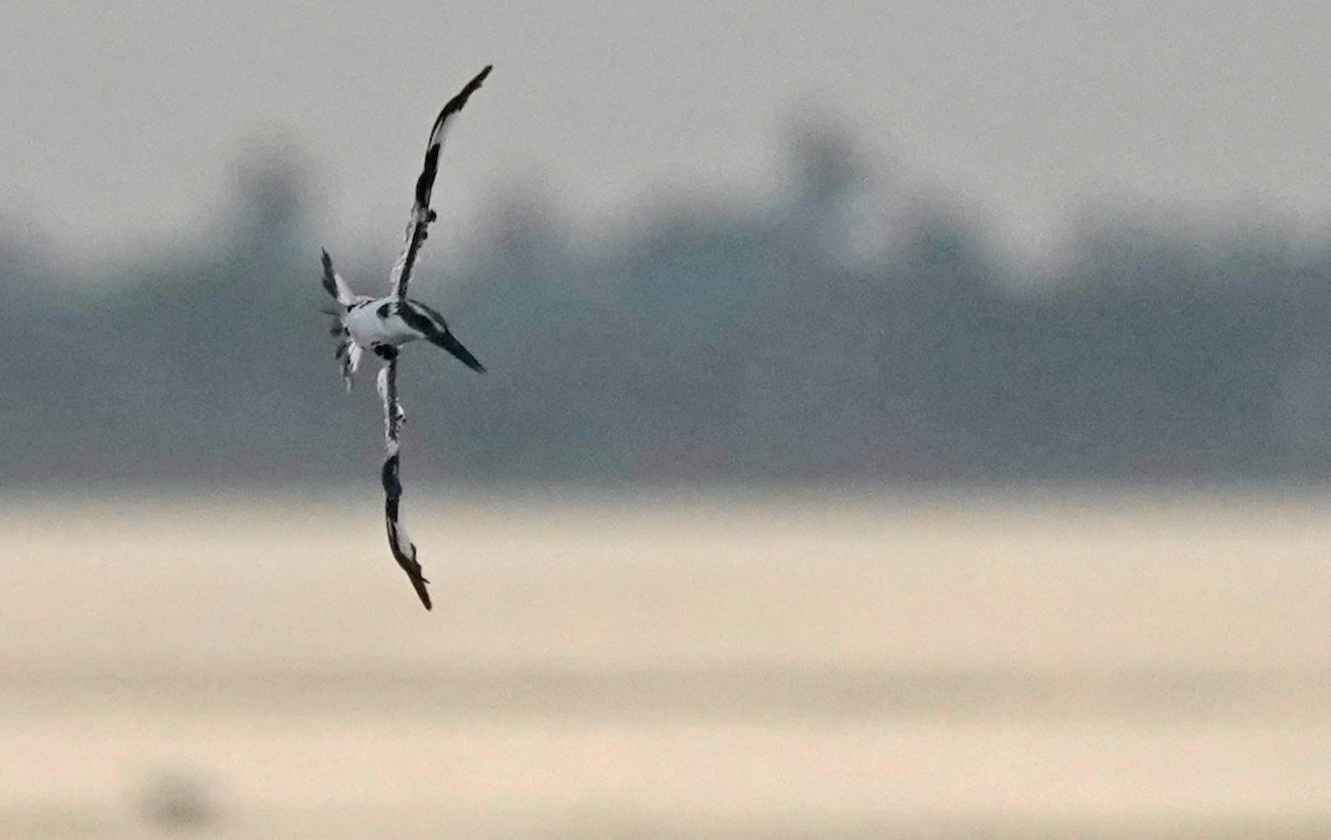 Pied Kingfisher - John Daniel