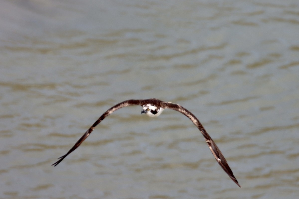 Osprey - Nat Smale