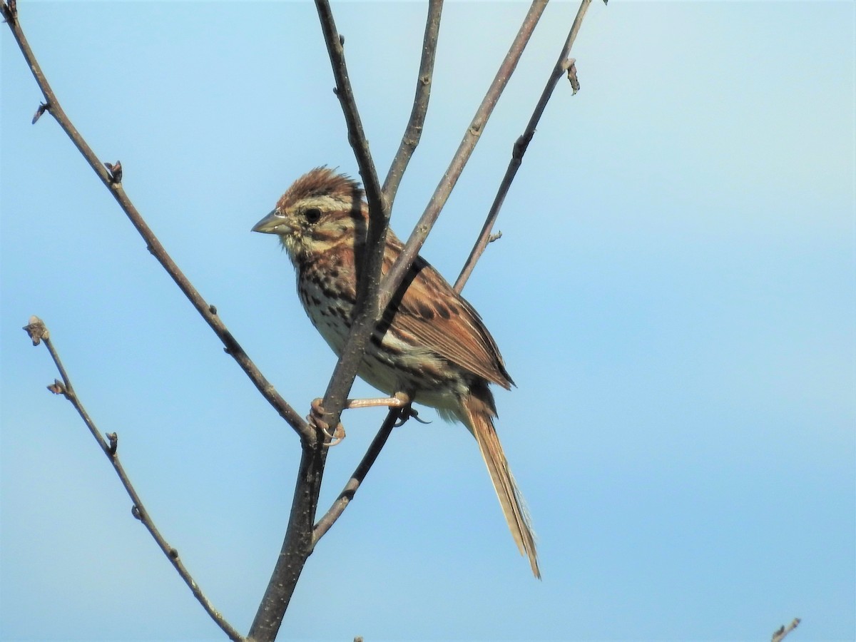 Song Sparrow - ML619651608