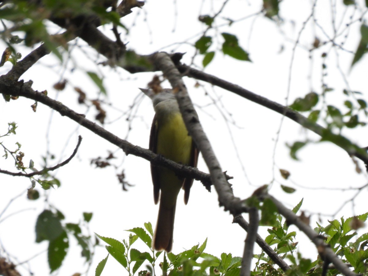 Great Crested Flycatcher - Bruce Moorman