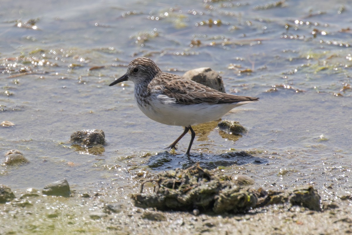 Spotted Sandpiper - Christine Mason