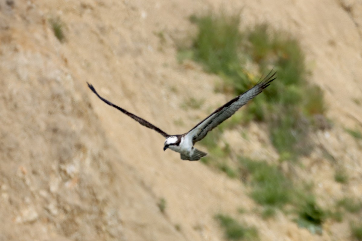 Osprey - Nat Smale