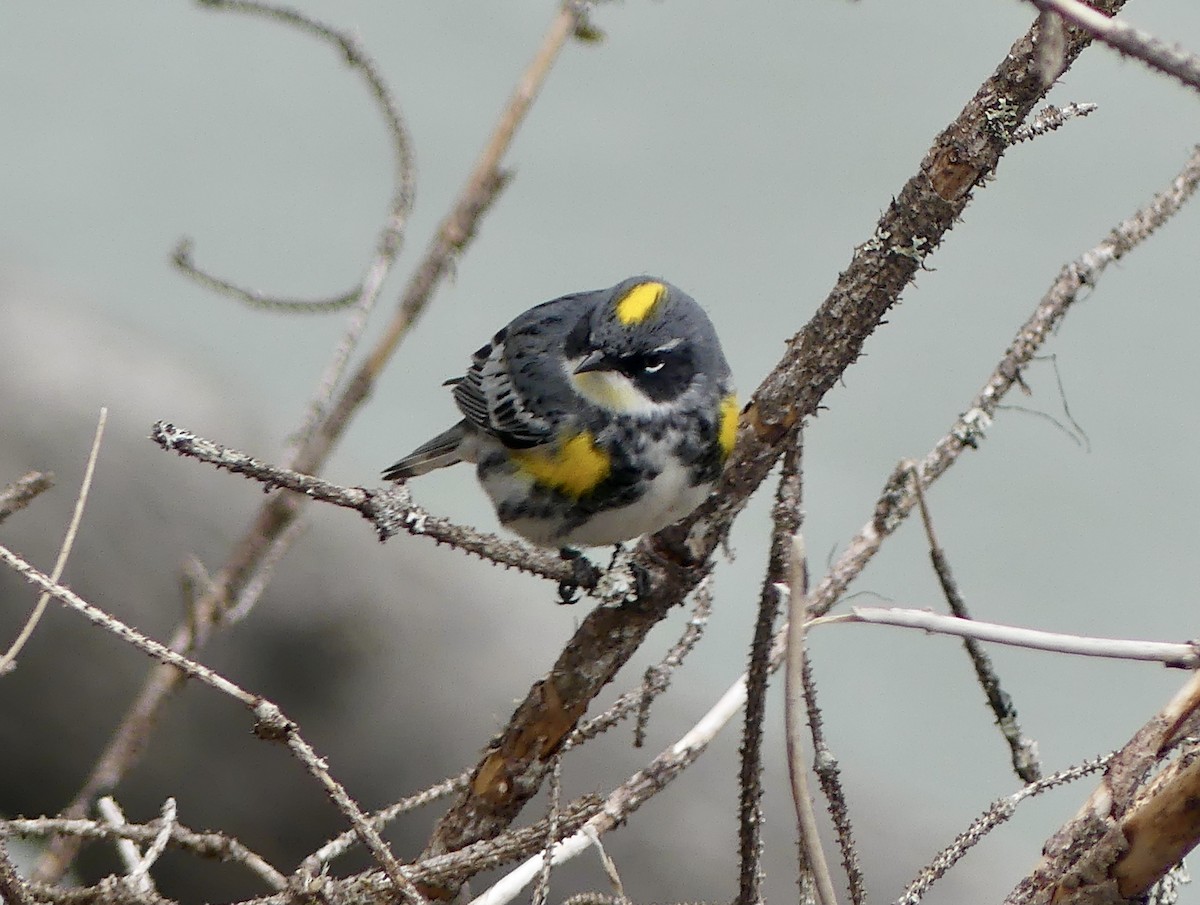 Пісняр-лісовик жовтогузий (підвид coronata x auduboni) - ML619651618
