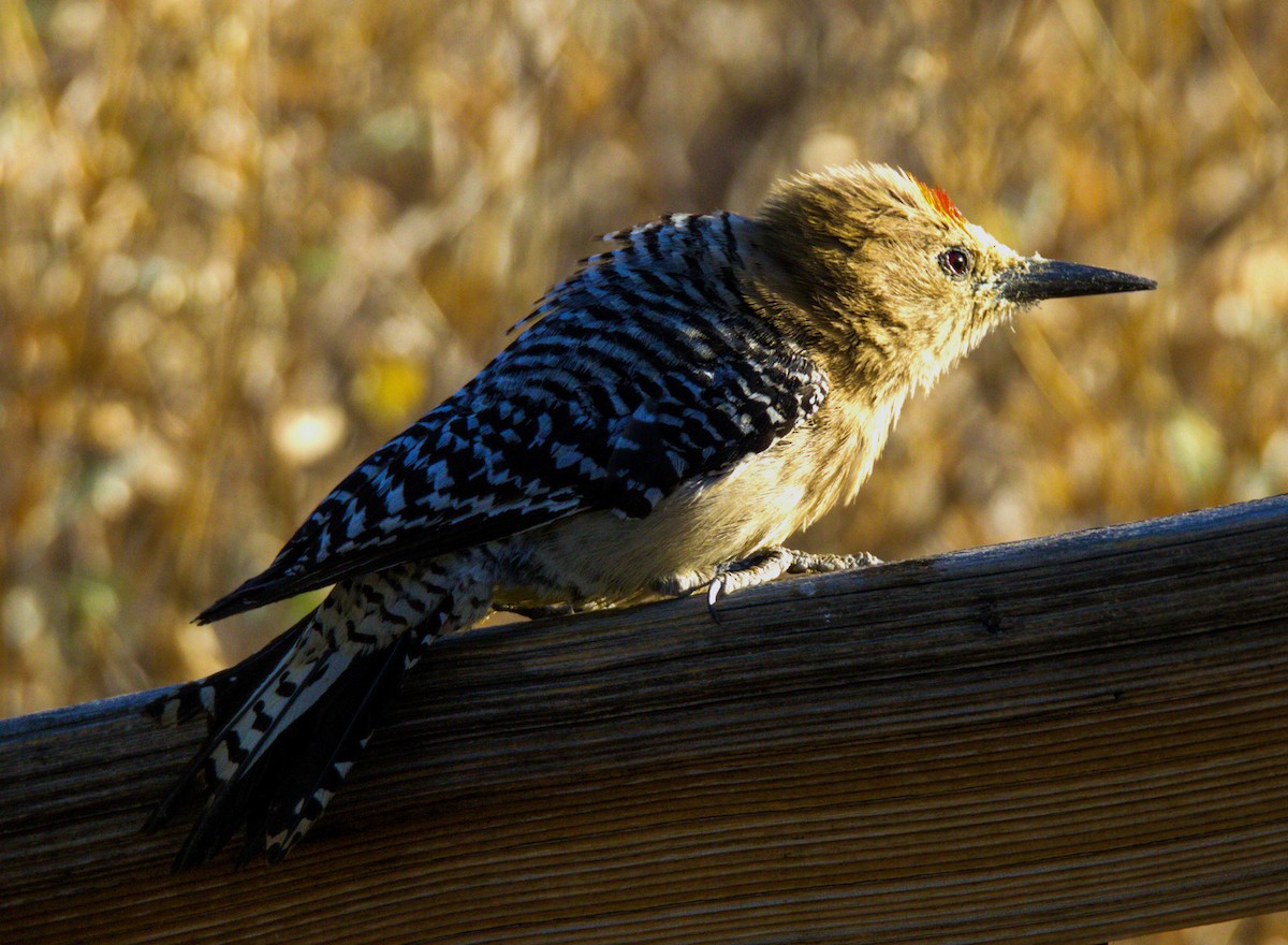 Gila Woodpecker - Don Carney