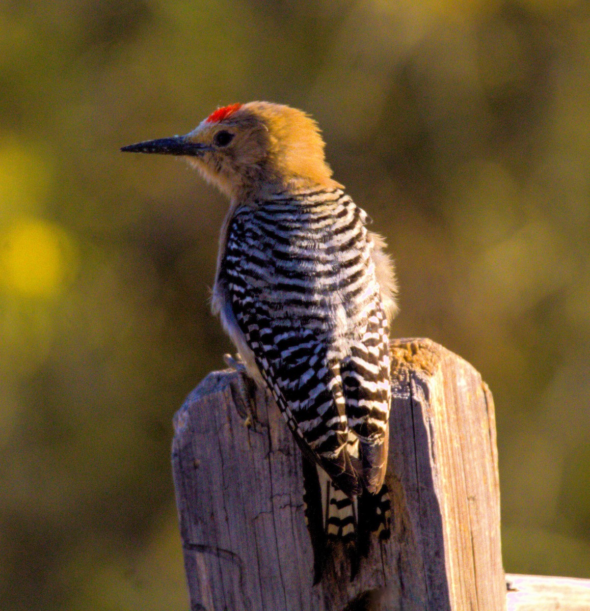 Gila Woodpecker - Don Carney