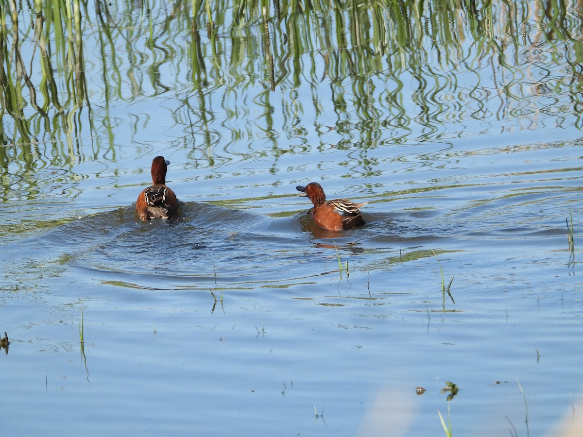 Cinnamon Teal - Howard Friedman