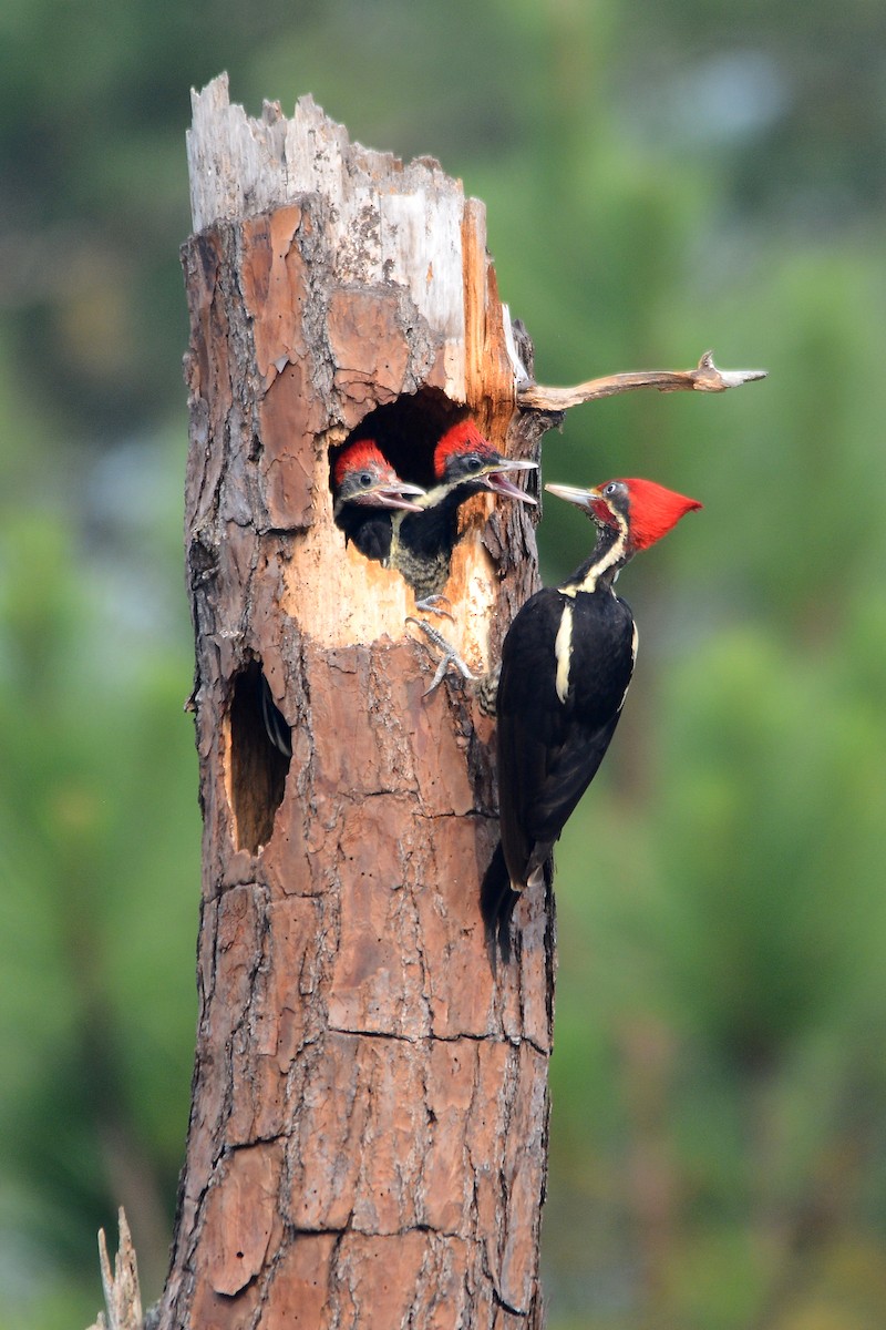 Lineated Woodpecker - Ragupathy Kannan