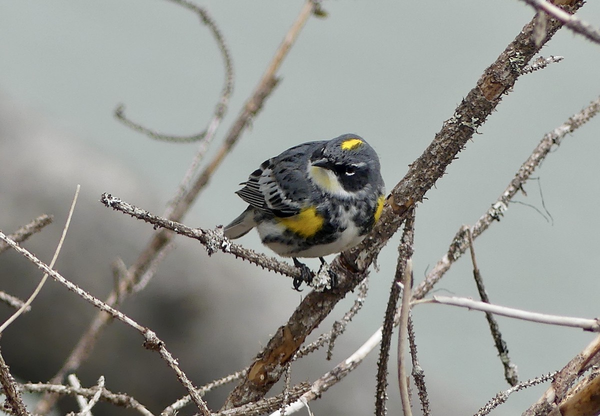 Пісняр-лісовик жовтогузий (підвид coronata x auduboni) - ML619651638
