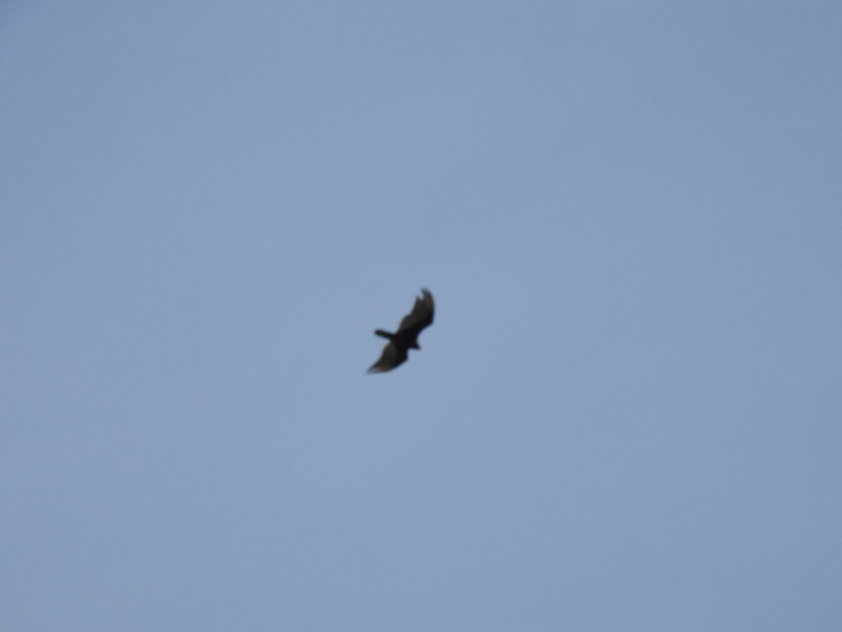 Turkey Vulture - ML619651639