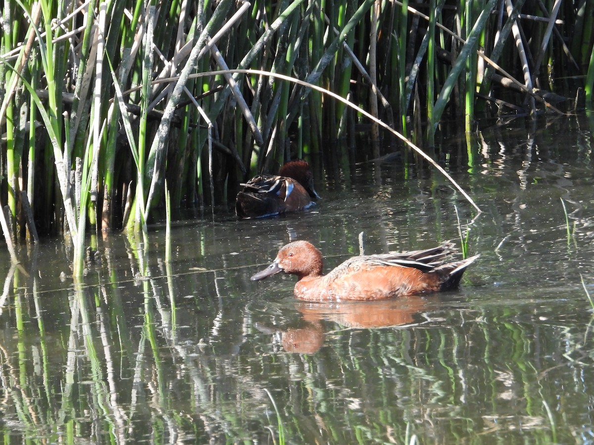 Cinnamon Teal - ML619651640