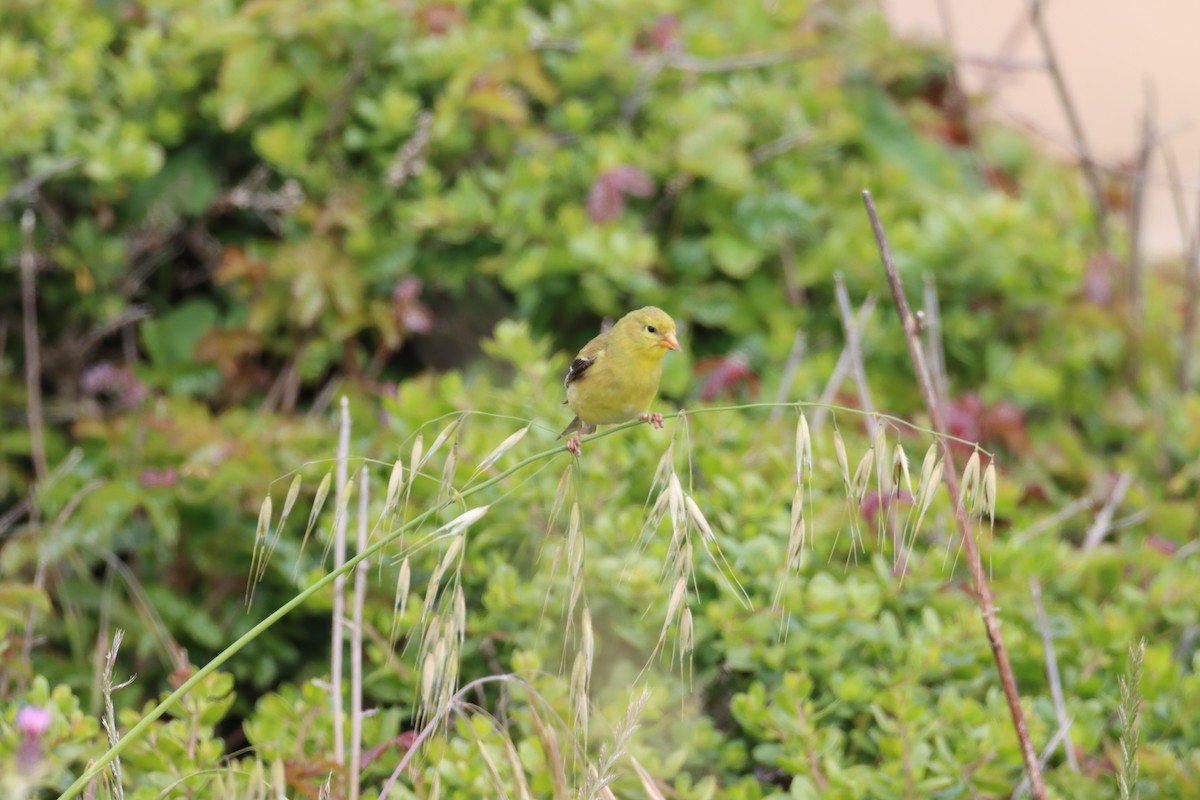 American Goldfinch - ML619651641