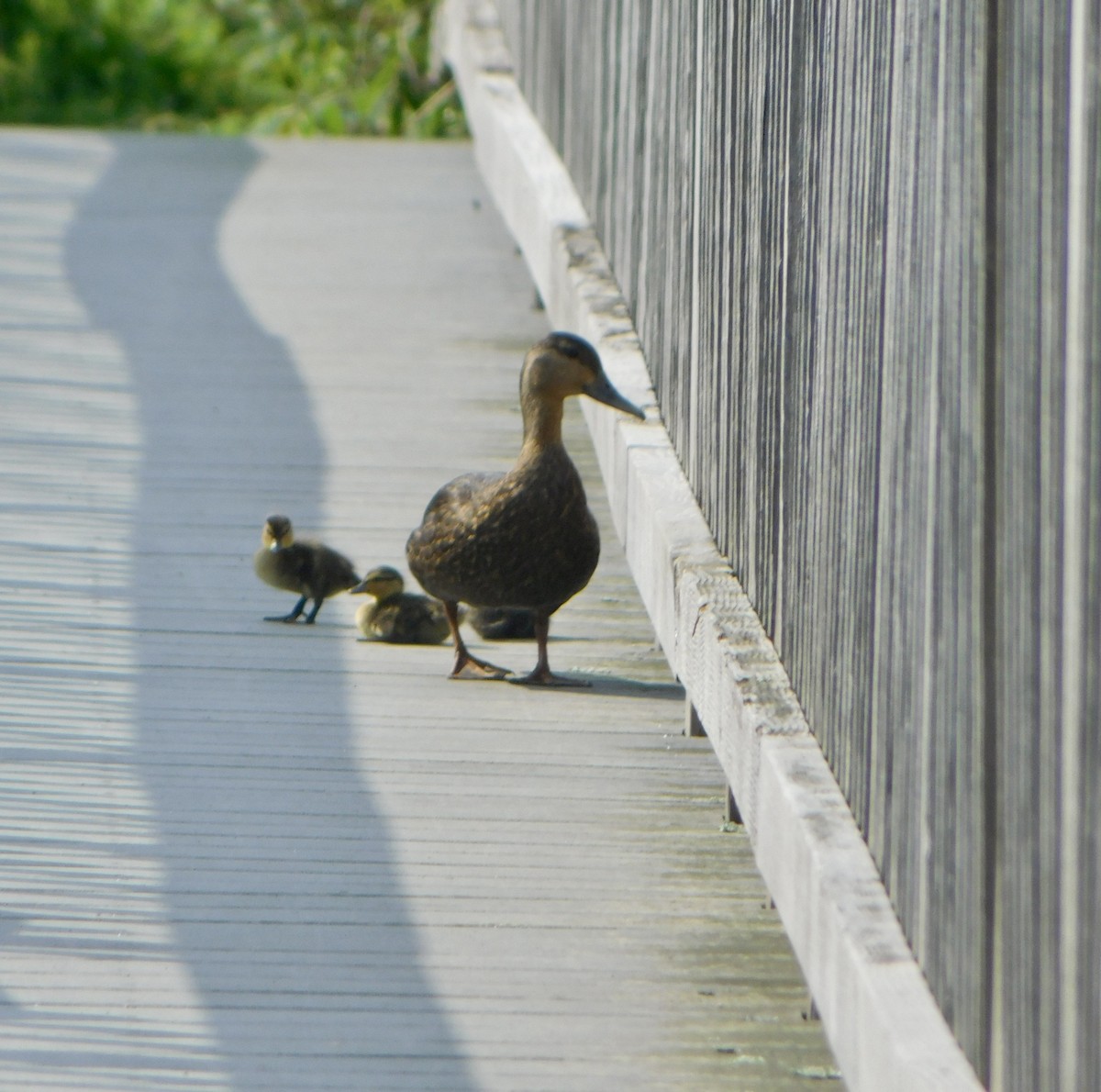 American Black Duck - Tim E.