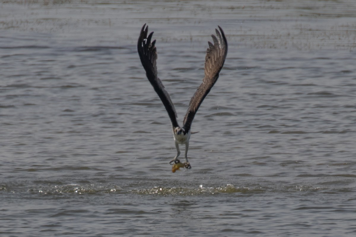 Águila Pescadora - ML619651648