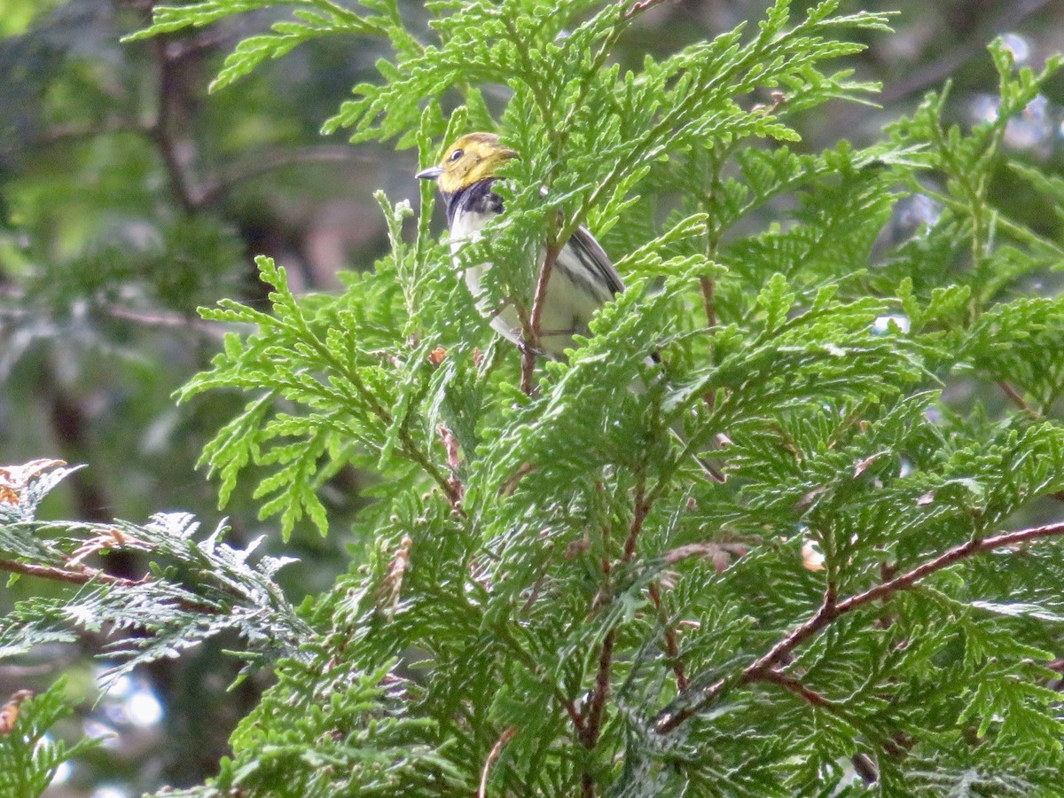 Black-throated Green Warbler - Christine Cote
