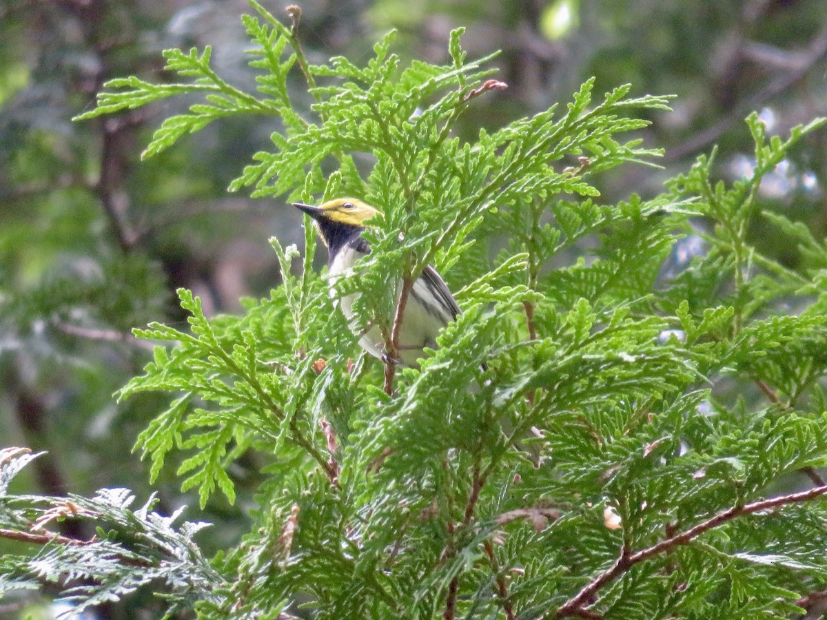 Black-throated Green Warbler - Christine Cote