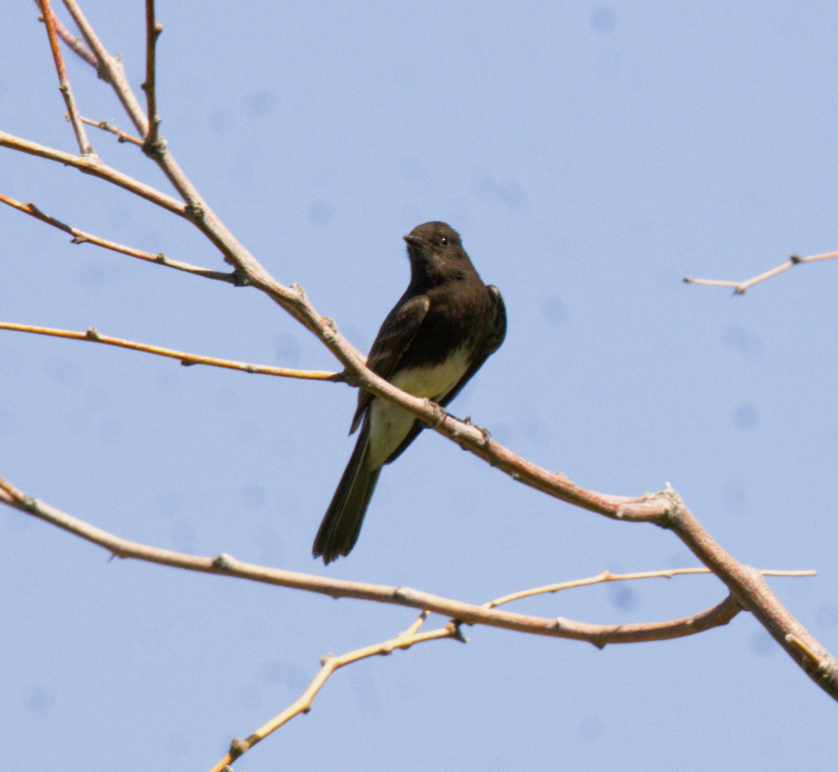 Black Phoebe - Don Carney