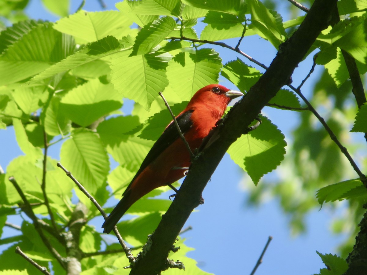 Scarlet Tanager - ML619651660
