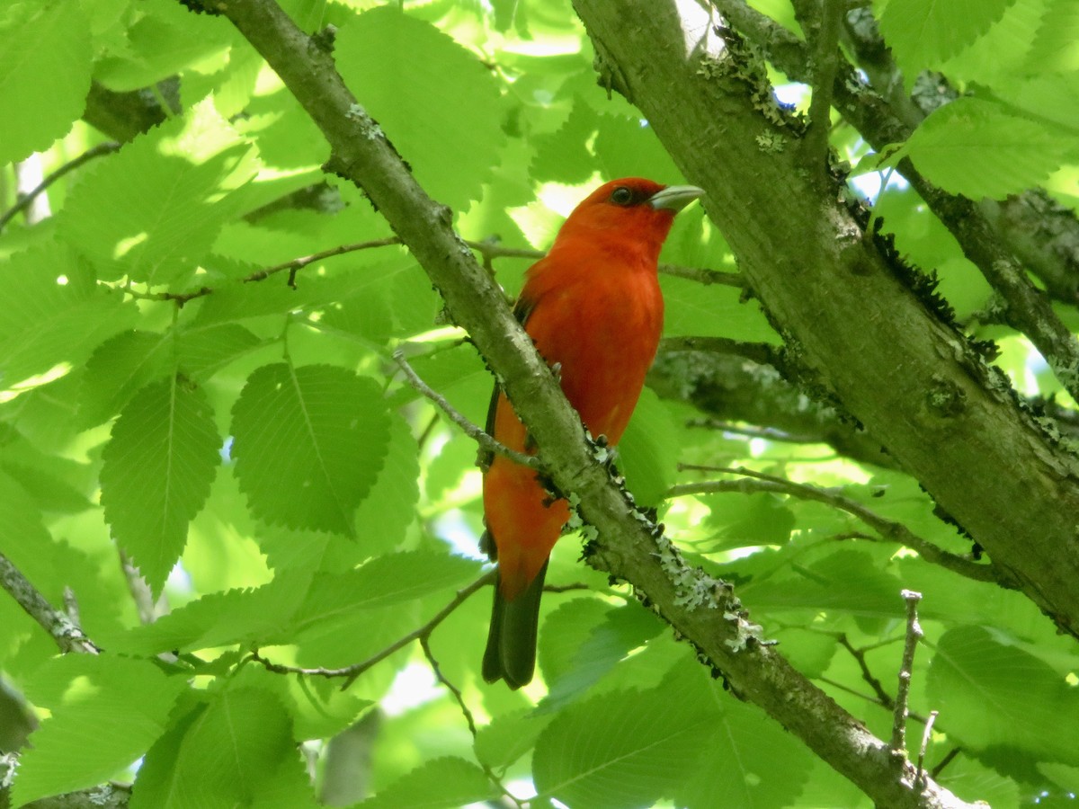 Scarlet Tanager - Christine Cote