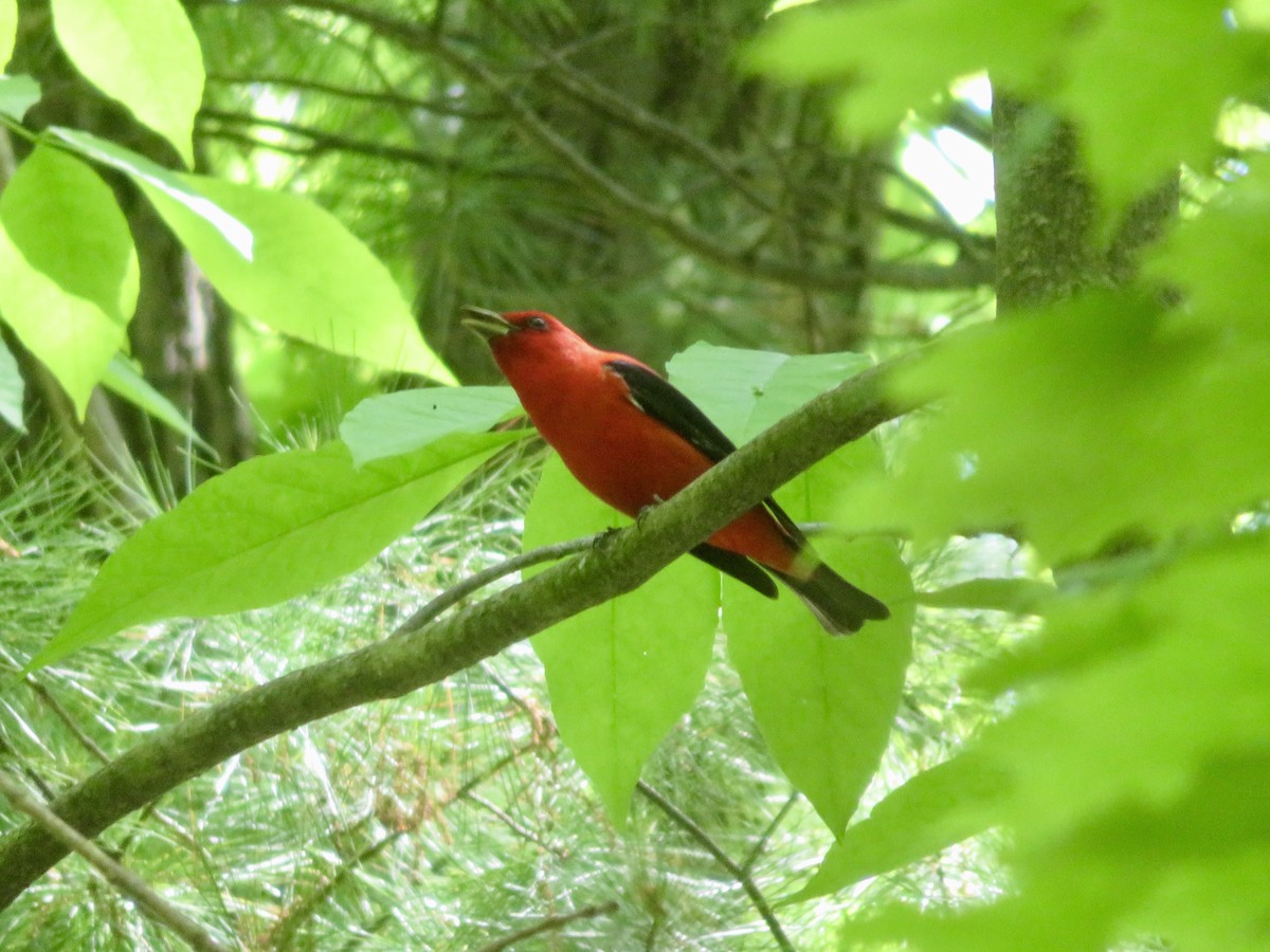Scarlet Tanager - ML619651662